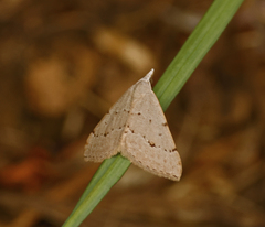 Dichromodes
