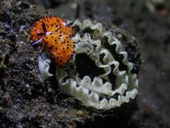 Favorinus tsuruganus