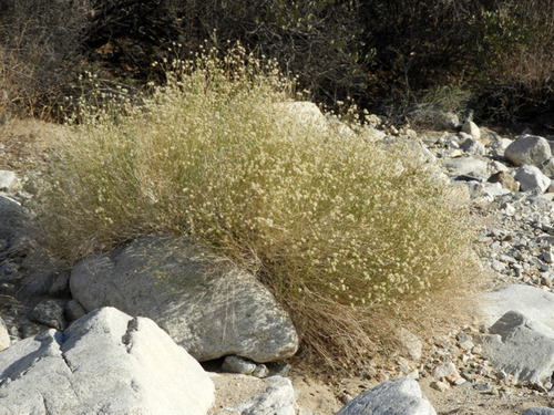 Sweetbush