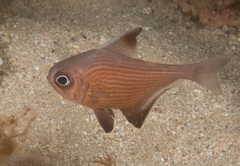 Pempheris multiradiata
