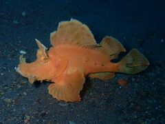 Rhinopias eschmeyeri