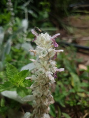 Chrysomya chloropyga