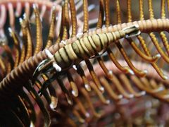 Laomenes amboinensis