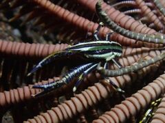 Allogalathea elegans