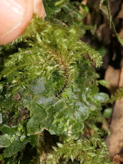 Hypnodendron arcuatum