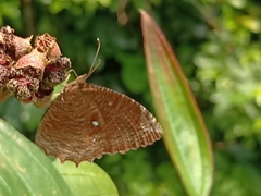 Elymnias hypermnestra beatrice