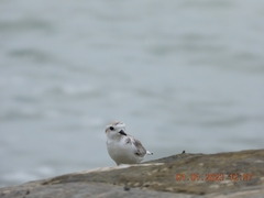 Charadrius dealbatus