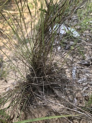 Schizachyrium tenerum