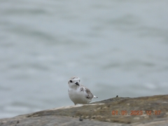 Charadrius dealbatus