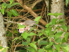 Myzomela obscura
