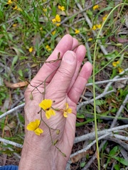 Goodenia paniculata