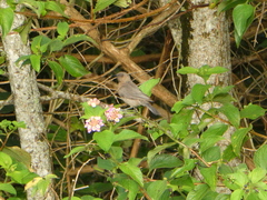 Myzomela obscura