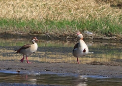 Alopochen aegyptiaca