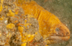 Gymnothorax prasinus