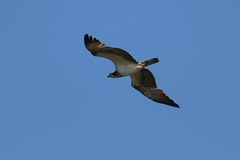 Pandion haliaetus