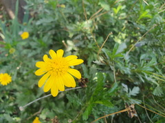 Euryops chrysanthemoides