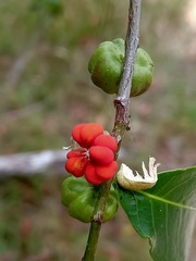 Glochidion ferdinandi