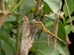 Orthetrum luzonicum