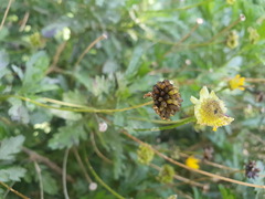 Euryops chrysanthemoides