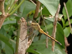 Orthetrum luzonicum
