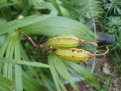 Bletilla striata
