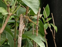 Orthetrum luzonicum