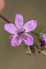 Erodium maculatum image