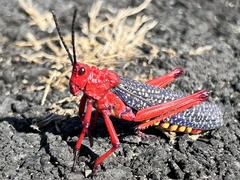 Phymateus morbillosus