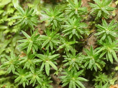 Pogonatum subulatum