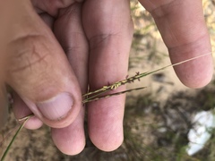 Schizachyrium tenerum