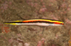 Trachinops taeniatus