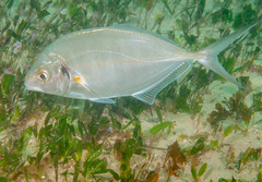 Pseudocaranx georgianus