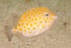 Anoplocapros inermis