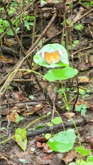 Cethosia penthesilea