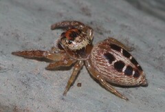 Opisthoncus sexmaculatus