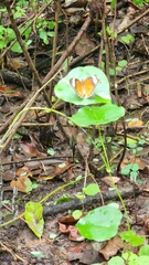 Cethosia penthesilea