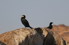 Phalacrocorax carbo