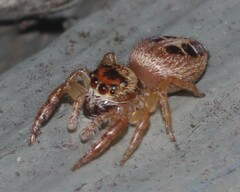 Opisthoncus sexmaculatus