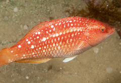Notolabrus gymnogenis