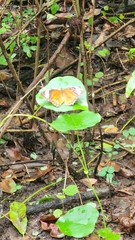 Cethosia penthesilea