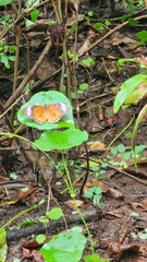 Cethosia penthesilea