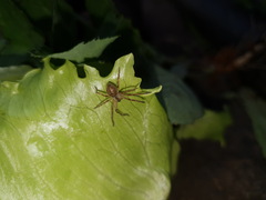 Palystes superciliosus
