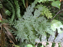 Leptopteris hymenophylloides