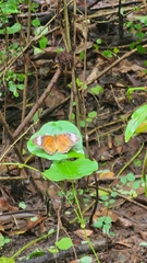 Cethosia penthesilea