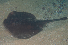 Trygonoptera testacea