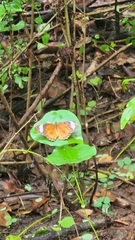 Cethosia penthesilea