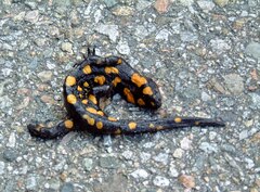Salamandra corsica