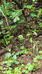 Cethosia penthesilea