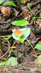 Cethosia penthesilea