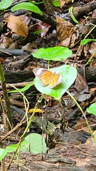 Cethosia penthesilea